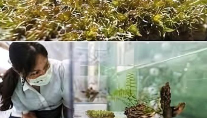 Chinese scientists investigate moss to make Mars habitable