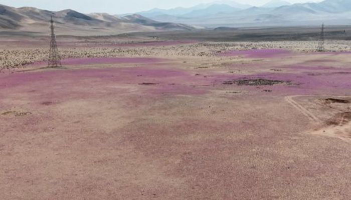 Chilean Desert blooms in rare winter surprise