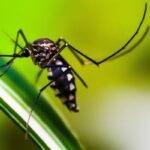 Iranian Pastor Claims Current Medication, Not Mosquitoes, Causes Dengue Fever