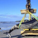 World's rarest 16ft whale may have washed ashore on New Zealand beach