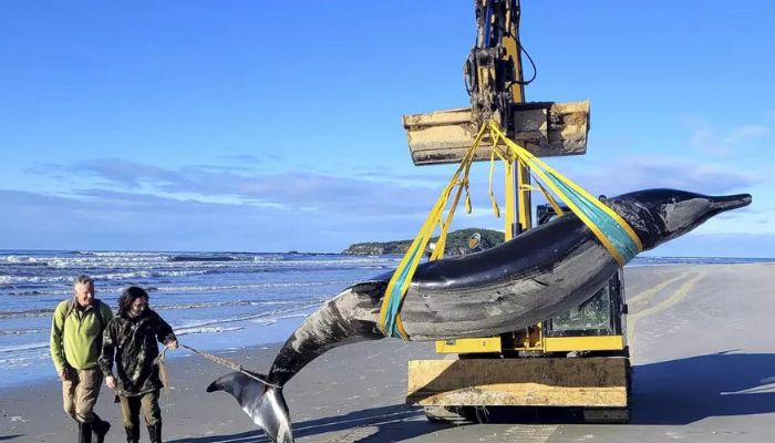 World's rarest 16ft whale may have washed ashore on New Zealand beach