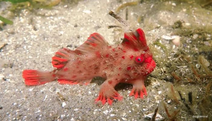 The Red Handfish: A Walking Wonder with Peculiar Fins and a Fight for Survival