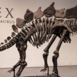 Staggering Spine: Largest Stegosaurus Fossil Fetches Record-Breaking $44. 6 Million