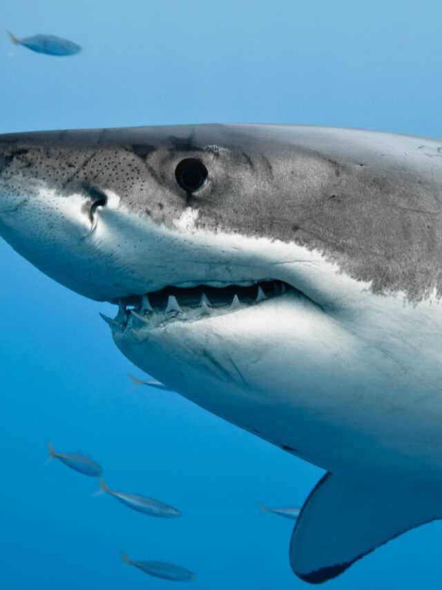 Fascinating Shark Facts: Dive into Shark Awareness Day